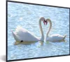 MuchoWow® Gerahmtes Poster Vögel - Schwan - Wasser - Liebe Produktbild-Vorschau 1
