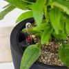 A close-up of a plant in a black planter with a water level indicator. Produktbild-Vorschau