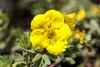 Potentilla 'Goldteppich', Fingerstrauch, gelb, ca. 9x9 cm Produktbild-Vorschau 1