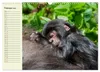 Berggorillas im Herzen Afrikas (Wandkalender 2027 DIN A3 Produktbild-Vorschau 5