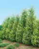 Cupressocyparis leylandii, Leyland-Zypresse, immergrün, Produktbild-Vorschau 1