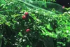 Siatka ochronna przeciw ptakom 8m x 14m + 16 szpilek do Podgląd zdjęcia produktu 19