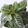 Zebrapflanze - Aphelandra squarrosa 'Botanica' - Höhe Produktbild-Vorschau 3