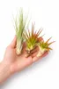 OmniPlants – Tillandsien 5er-Mix mit EXTRA T. fuchsii var Produktbild-Vorschau 6