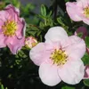 2 x  Fingerstrauch'Princess' - Potentilla fruticosa Produktbild-Vorschau 1