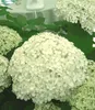BALDUR Garten Schneeball-Hortensie Annabelle;1 Pflanze, Produktbild-Vorschau 4