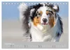Australian Shepherd 2027 (Tischkalender 2027 DIN A5 quer), Produktbild-Vorschau 15