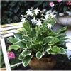 Stauden Gänge 1 x Hosta plantaginea 'So Sweet' im 1 Liter Produktbild-Vorschau 1