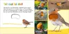 Hör mal rein, wer kann das sein? - Vögel Produktbild-Vorschau 3