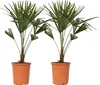 Chinesische Hanfpalme - 2 Stk - Trachycarpus Fortunei - Produktbild-Vorschau 1