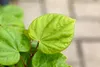 Cercis chinensis 'Avondale', Judasbaum, purpurrosa, 40–60 Produktbild-Vorschau 10