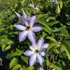 Clematis Misayo 2L Náhled obrázku produktu 7