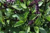 SAFLAX - BIO - Bazalka thajská - Ocimum basilicum - 250 Náhľad obrázku produktu 4
