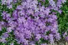 Phlox subulata 'Emerald Cushion Blue', Polsterphlox, blau, Produktbild-Vorschau 11