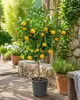 Yuzu Zitrone (Citrus junos) XXL, 130–160 cm. Japońska Podgląd zdjęcia produktu 1