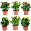 Kalanchoe | Gemischt pro 6 Stück - Freiland- und Produktbild-Vorschau 1
