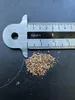 Würgerfeige (Ficus benghalensis)  - 1 Portion Samen Produktbild-Vorschau 3