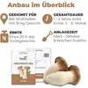 Hawlik Pilzbrut Kräuterseitling Dübel – 20 Pilzdübel auf Produktbild-Vorschau 2