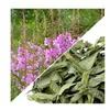 Herbs from Poland Weidenröschenblätter – Produktbild-Vorschau 2