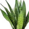 Bogenhanf - pflegeleichte Zimmerpflanze, Sansevieria Produktbild-Vorschau 5