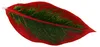 Aglaonema Jungle Red - Barevné vlákno - Neobvyklé odrůdy - Náhled obrázku produktu 2