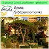 SAFLAX - Garden to go - Sosna Śródziemnomorska - 6 Nasiona Podgląd zdjęcia produktu 10
