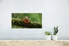 MuchoWow® Poster Rotäugiger Quecksilberfrosch auf Produktbild-Vorschau 5