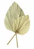 2x Dekoblatt "Palme" Naturprodukt, Palmenblatt, 50 - 70 cm Produktbild-Vorschau 2