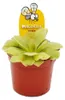 Plante carnivore - Pinguicula « Weser » - Pot de 9 cm Voir les images du produit 2