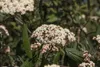 A close-up view of a flowering plant with white blossoms and green leaves. Produktbild-Vorschau