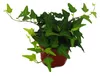 Großes Zimmerpflanzen Set mit 5 Pflanzen - 9cm Produktbild-Vorschau 6