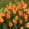 Tulipes Banja Luka bulbes de fleurs 50 pièces. Voir les images du produit 2