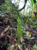 Himalaya-Kobralilie (Arisaema consanguineum)  - 1 kleine Produktbild-Vorschau 3
