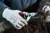 FELCO 14 Gartenschere Rebschere Garten-Schere Rosenschere Anteprima dell’immagine prodotto 14