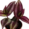 Mini plante - Tradescantia « Purple » - fleur à trois Voir les images du produit 2