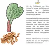 Roter Rhabarber Samen (Rheum rhabarbarum) - Nährstoffreiche Produktbild-Vorschau 7