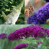 3 x Summer Lilac Assortment: Zestaw 3 krzewów Podgląd zdjęcia produktu 1