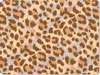 MuchoWow® Mauspad Mousepad Tierdruck - Panther - Braun - Produktbild-Vorschau 1
