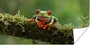 MuchoWow® Poster Rotäugiger Quecksilberfrosch auf Produktbild-Vorschau 1
