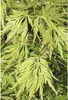 Japanischer Schlitzahorn FloraSelf Acer palmatum dissectum Produktbild-Vorschau 2