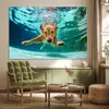 MuchoWow® Poster Pool - Hund - Wasser 180x120 cm - Produktbild-Vorschau 3
