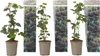 Brombeere - 3er-Set - Rubus Thornless - Höhe 25-40cm - ⌀9cm Produktbild-Vorschau 1