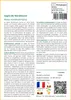 SAFLAX  - Sapin de Nordmann - 20 graines - Abies Voir les images du produit 3