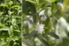 SAFLAX  - Chanvre d'eau - 100 graines - Stevia Voir les images du produit 9