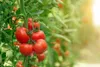 PLANTON P Mehrkomponentendünger für Tomaten 200g Produktbild-Vorschau 5