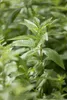 Zitronenverbene, im Topf - Aloysia triphylla Produktbild-Vorschau 3