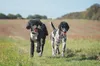 Palla Chuckit! Palla Breathe Right Fetch Palla di recupero Anteprima dell’immagine prodotto 7