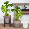 Bloomique - Lot de 2 - Monstera Deliciosa - Monstera - Voir les images du produit 2