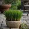 Cibora - 4 szt - Cyperus zumula - Wysokość 30-40cm - ⌀12cm Podgląd zdjęcia produktu 5