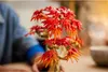 LEGO Botanicals Japanse rode esdoorn bonsai 10348 Productafbeelding-voorbeeld 22